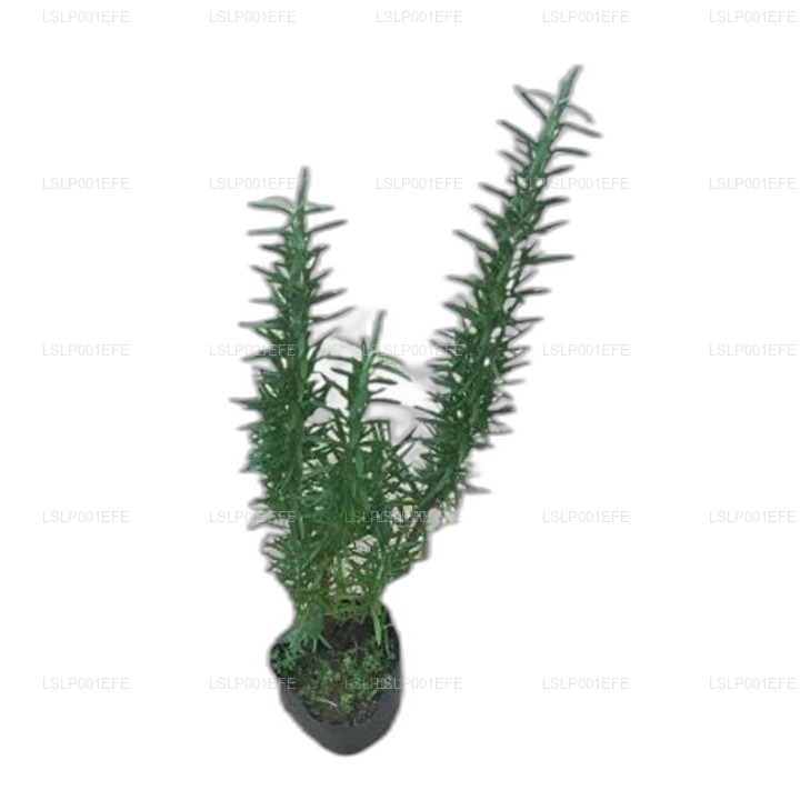 Lakpura® Rosemary Plant