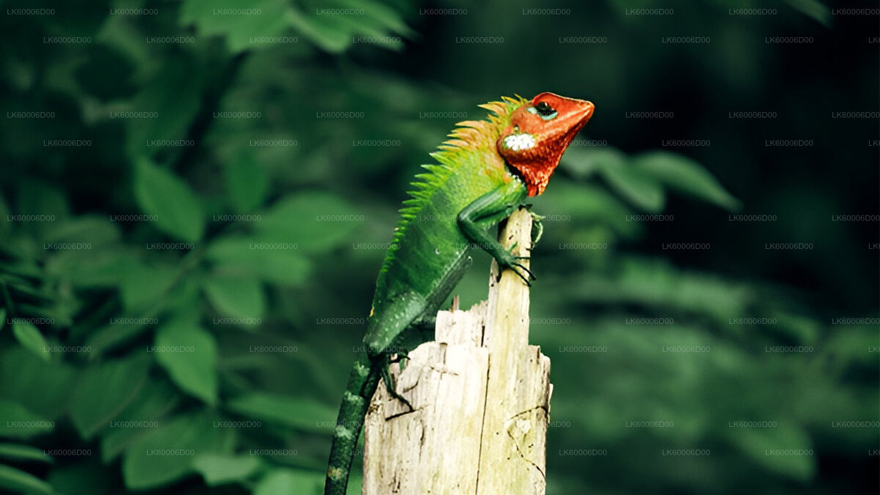 Sinharaja Rain Forest Adventure Tour