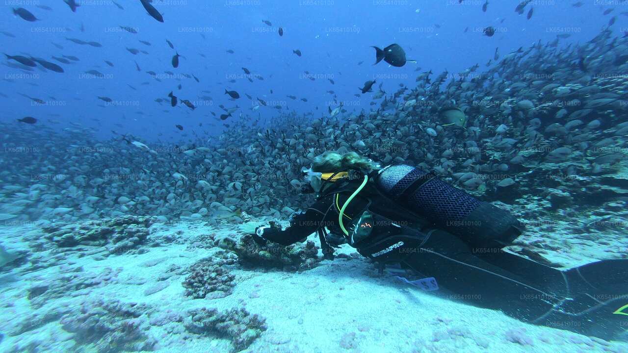 Scuba Diving from Unawatuna City