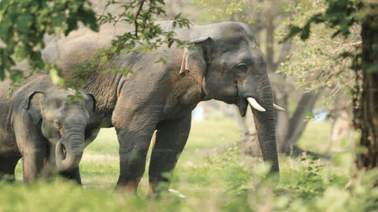 Kalawewa National Park Private Safari