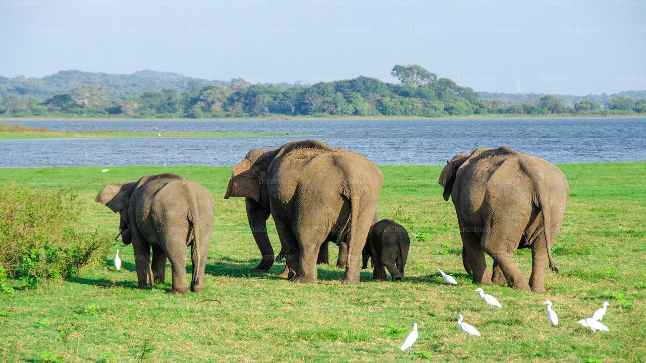 Minneriya National Park Private Safari from Dambulla City