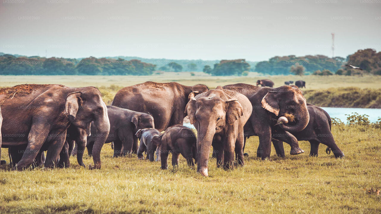 Kaudulla National Park Private Safari from Polonnaruwa City