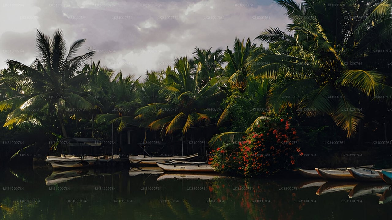 Lagoon Kayaking from Negombo