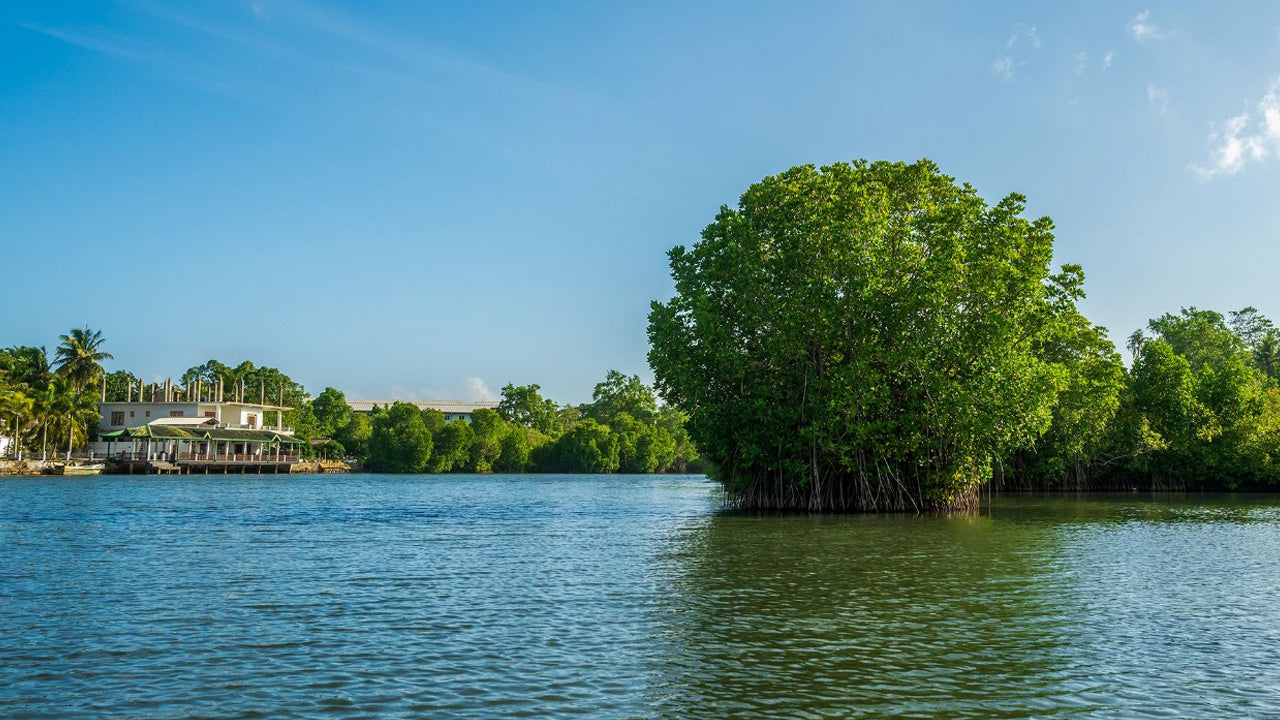 Koggala Lake Boat Safari