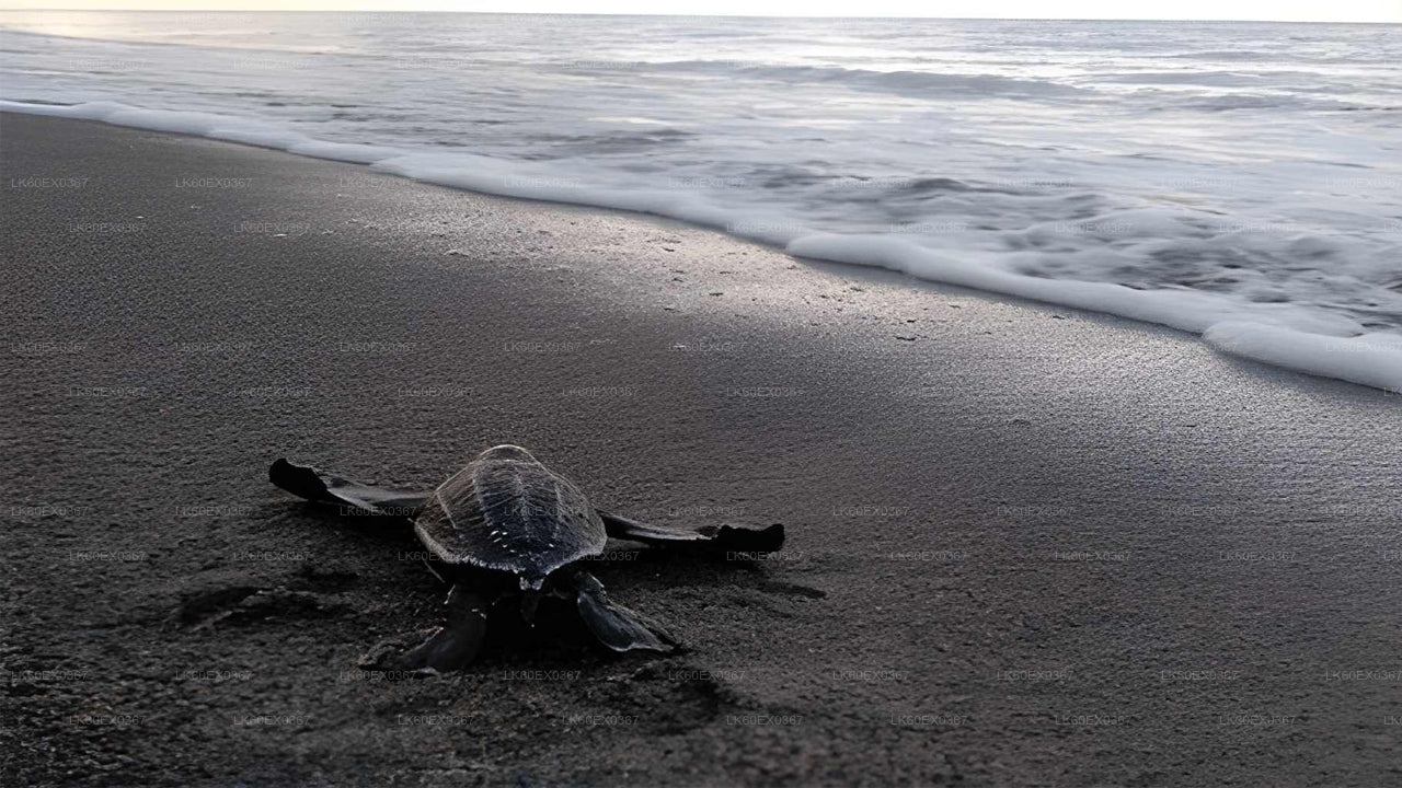 Baby Turtle Release from Hikkaduwa City