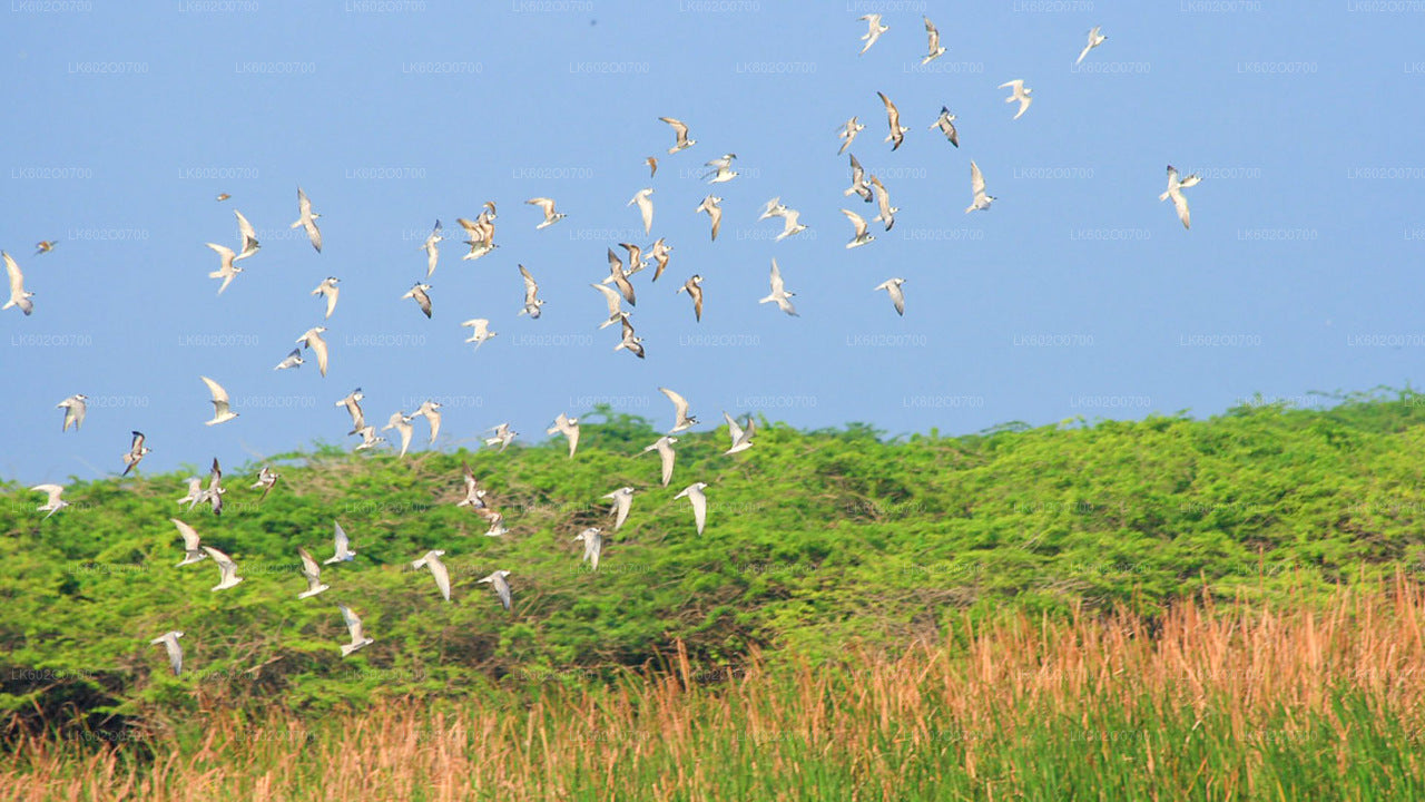 Bundala National Park Safari from Mirissa City