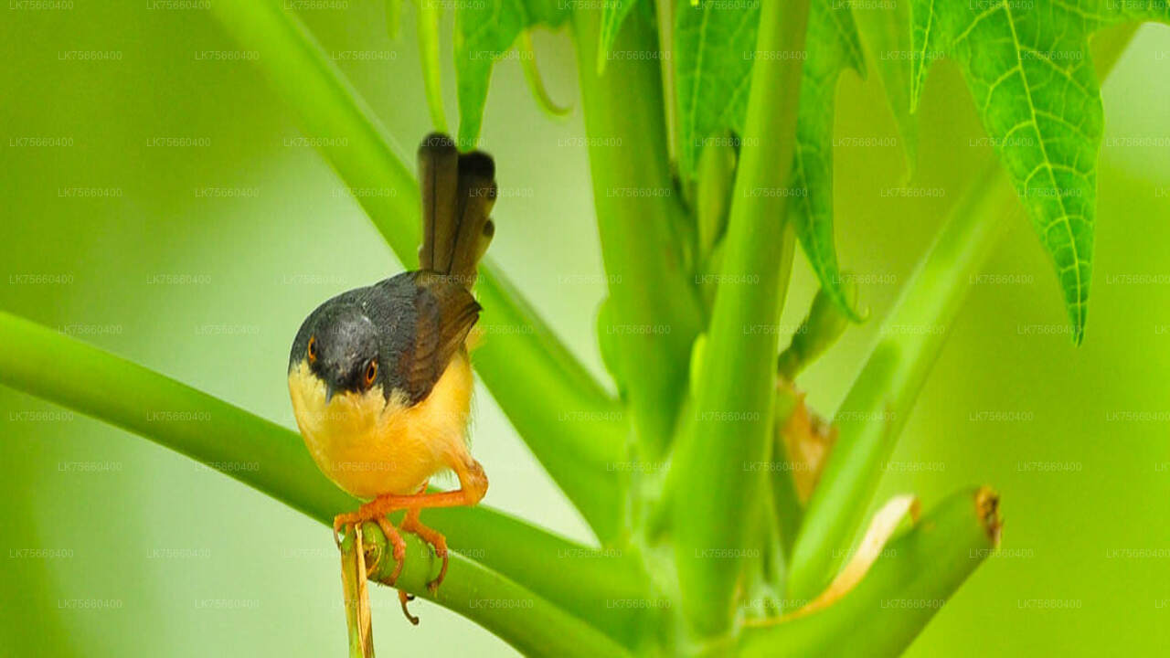 Birdwatching at Sinharaja Rainforest from Mount Lavinia City