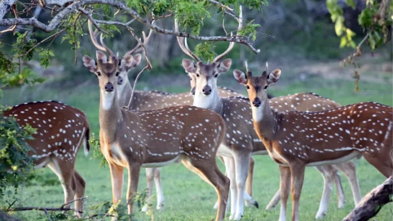Minneriya National Park Safari from Sigiriya City