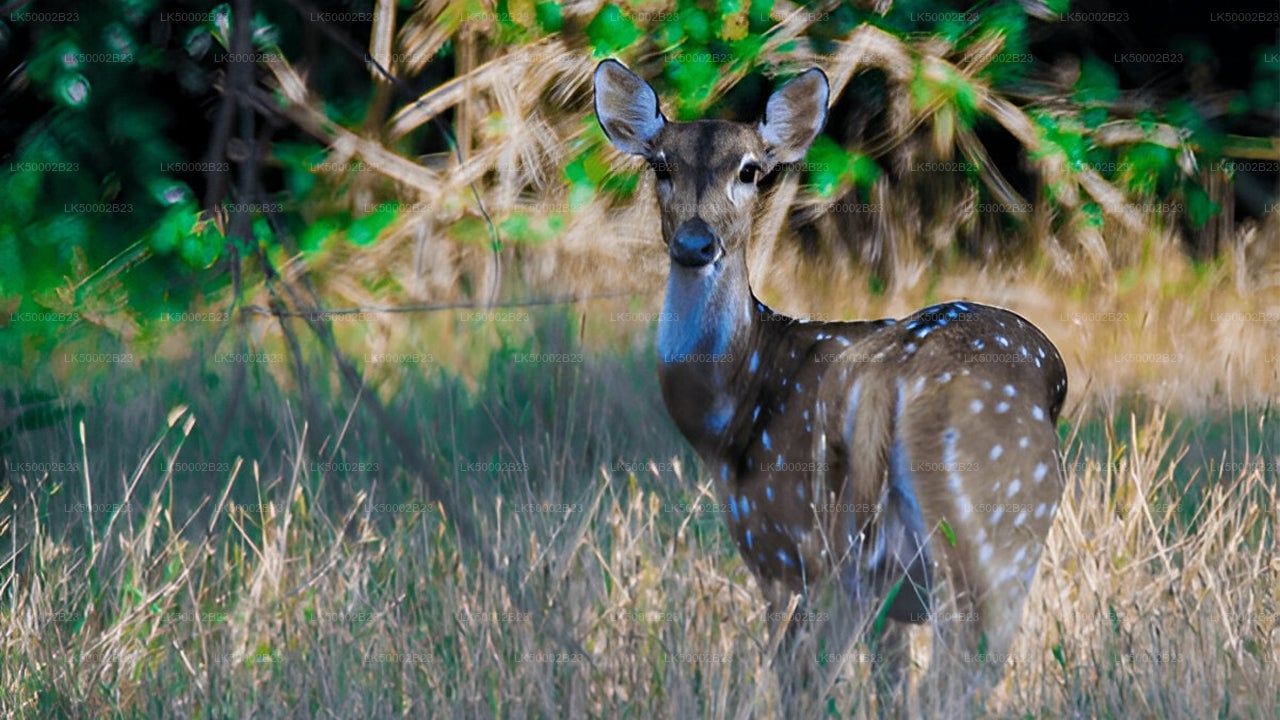 Wasgamuwa National Park Private Safari with Guide