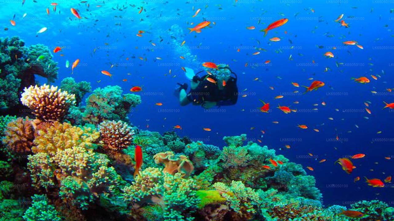 Immersioni subacquee da Negombo