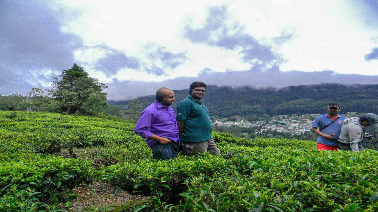 Single Tree Hill Hike from Nuwara Eliya City