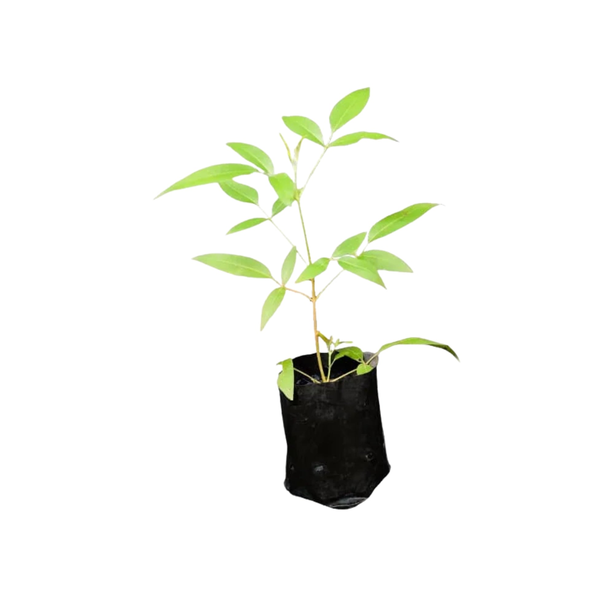 Lakpura® Nika Plant