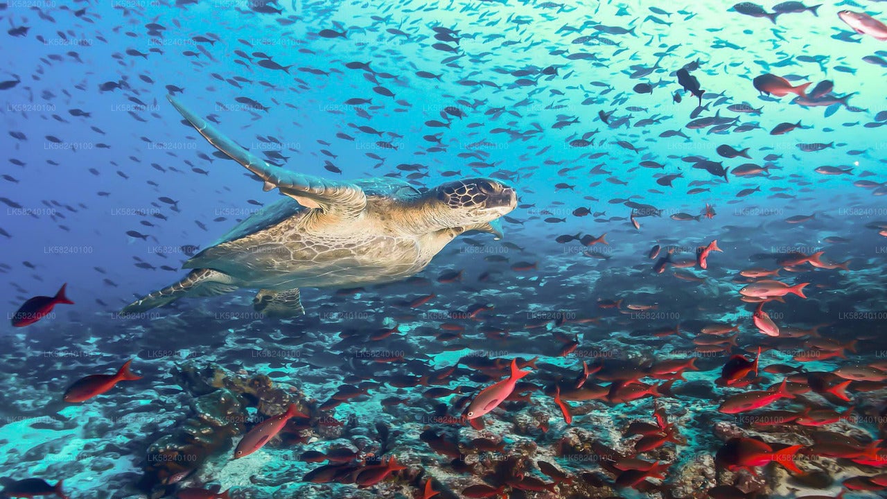 Snorkeling at Pigeon Island from Nilaveli City