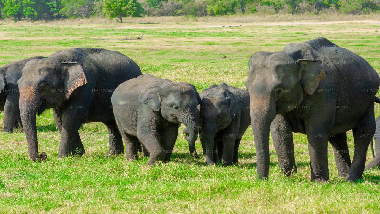 Minneriya National Park Safari from Kitulgala City