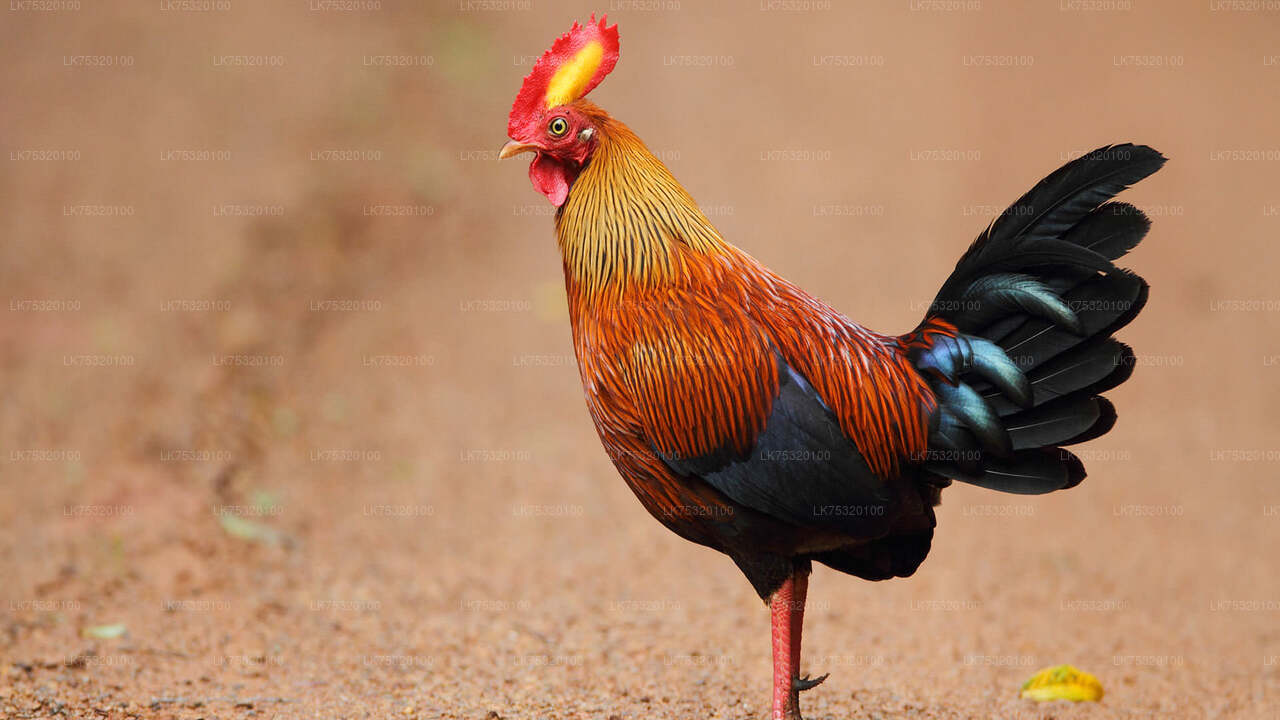 Birdwatching from Habarana City