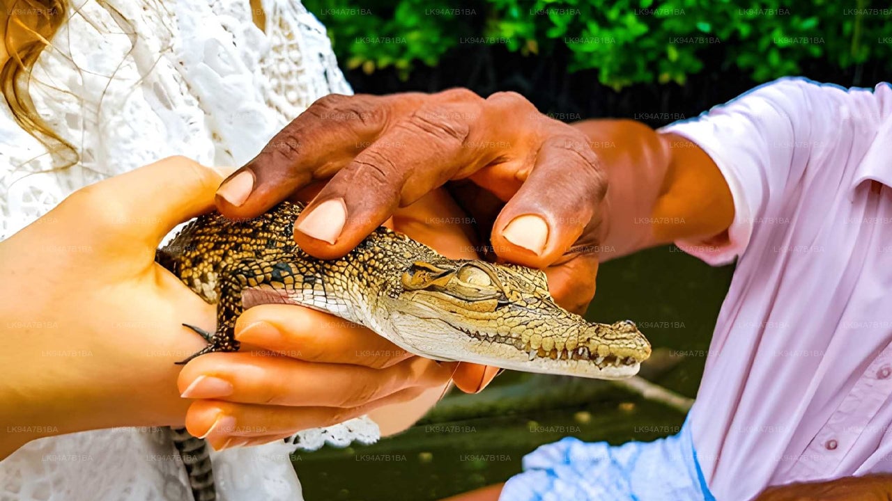 Crocodile Watching Safari on Nilwala River