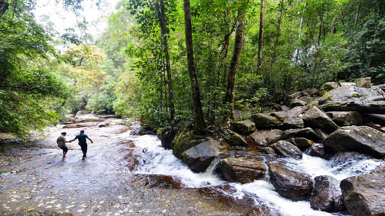 Trekking Sinharaja Rainforest