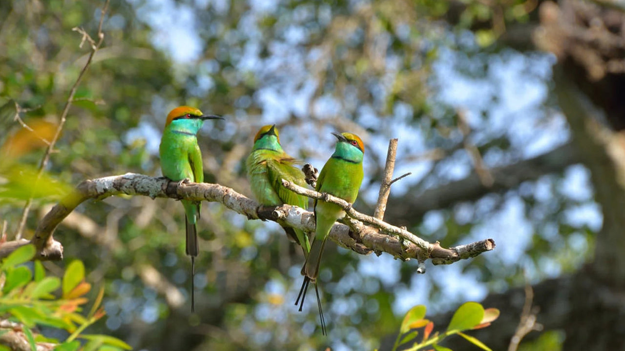 Birdwatching at Thalangama Wetlands from Colombo City
