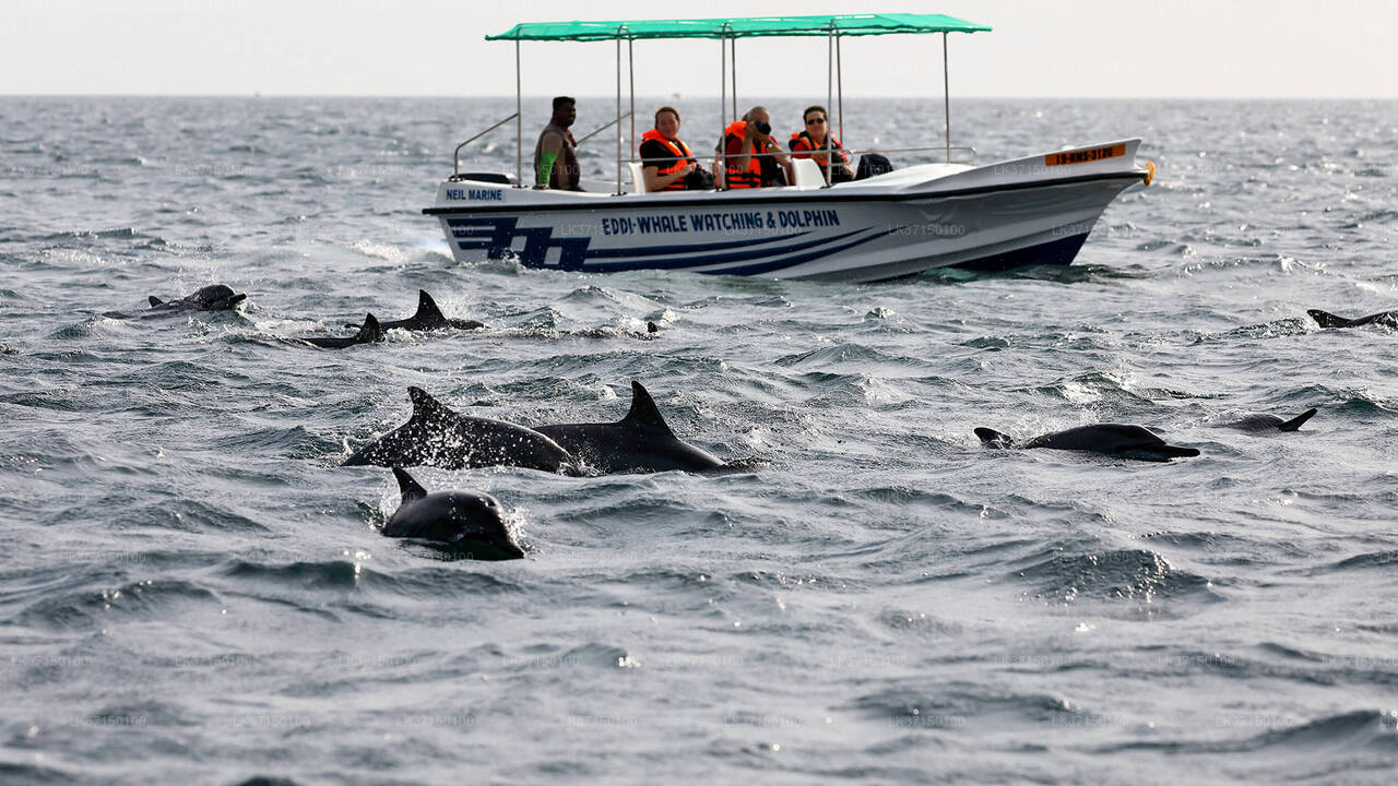 Whale Watching on a Private Boat from Kalpitiya City