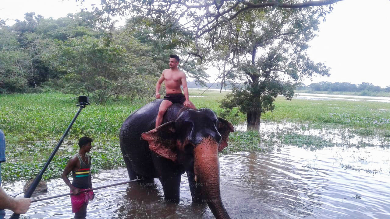 Habarana Elephant Back Ride Tour from Dambulla City