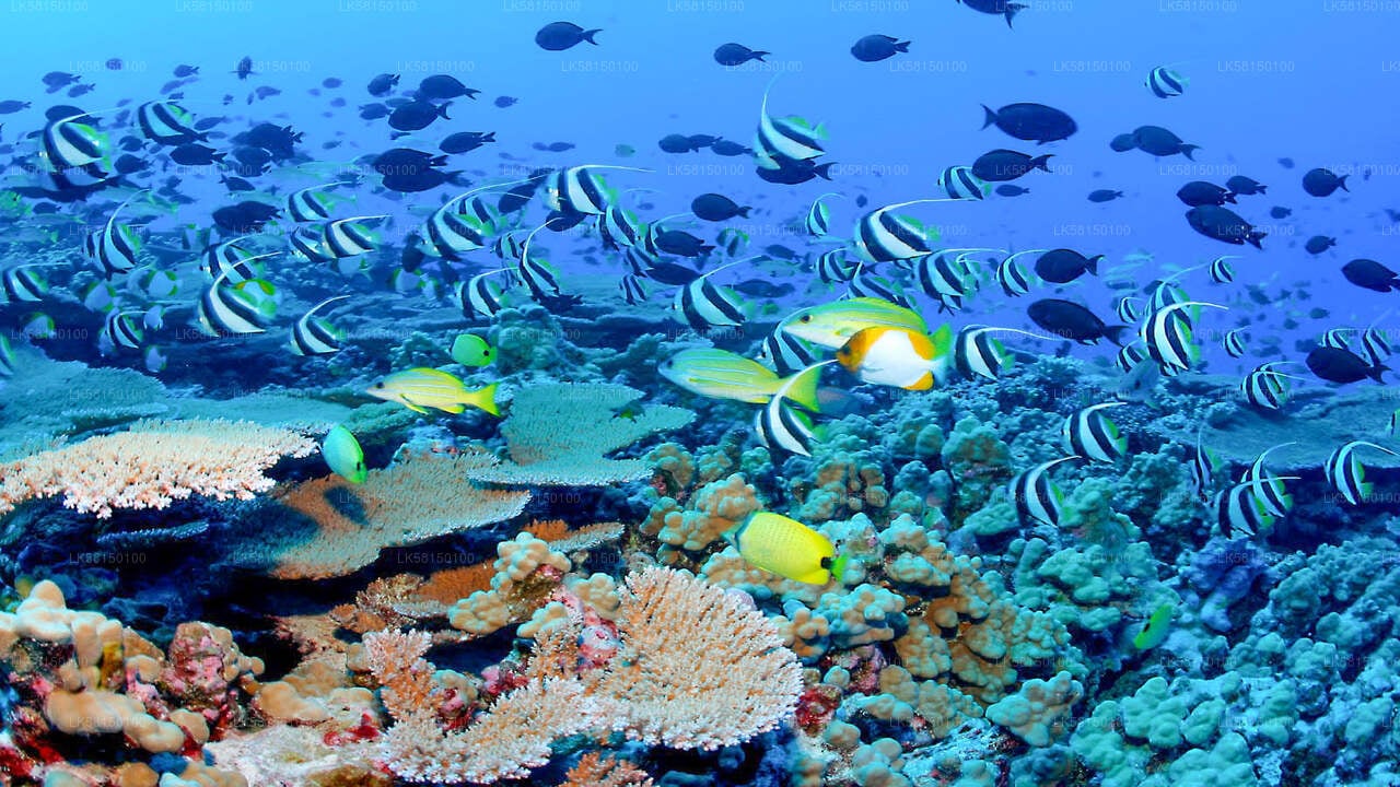 Snorkeling in Talawila St. Anne's Reef