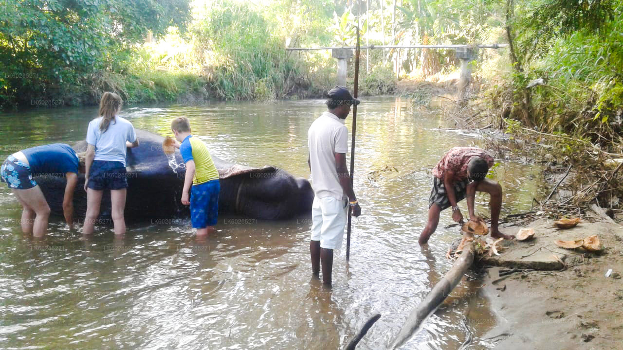 Habarana Elephant Back Ride Tour from Dambulla City