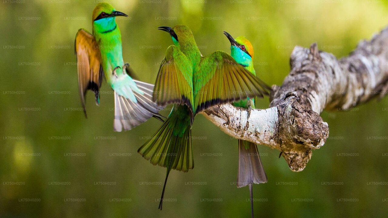 Birdwatching at Muthurajawela Marsh from Colombo City