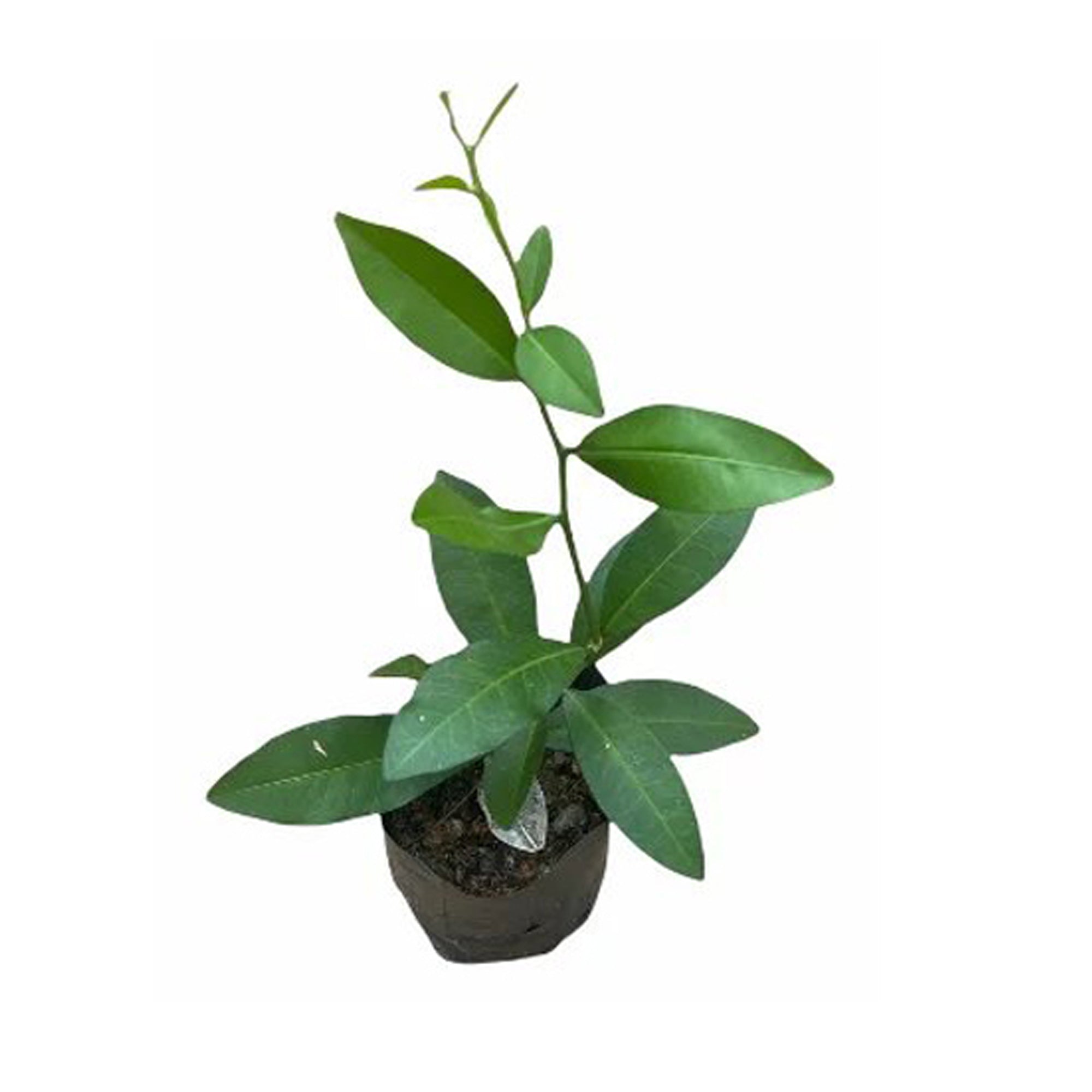 Lakpura® Yaki Naran Plants