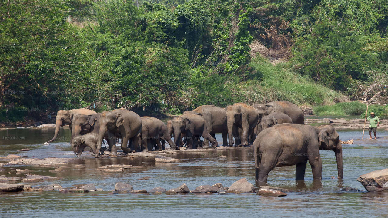 Pinnawala Elephant Orphanage and Village Tour from Colombo City