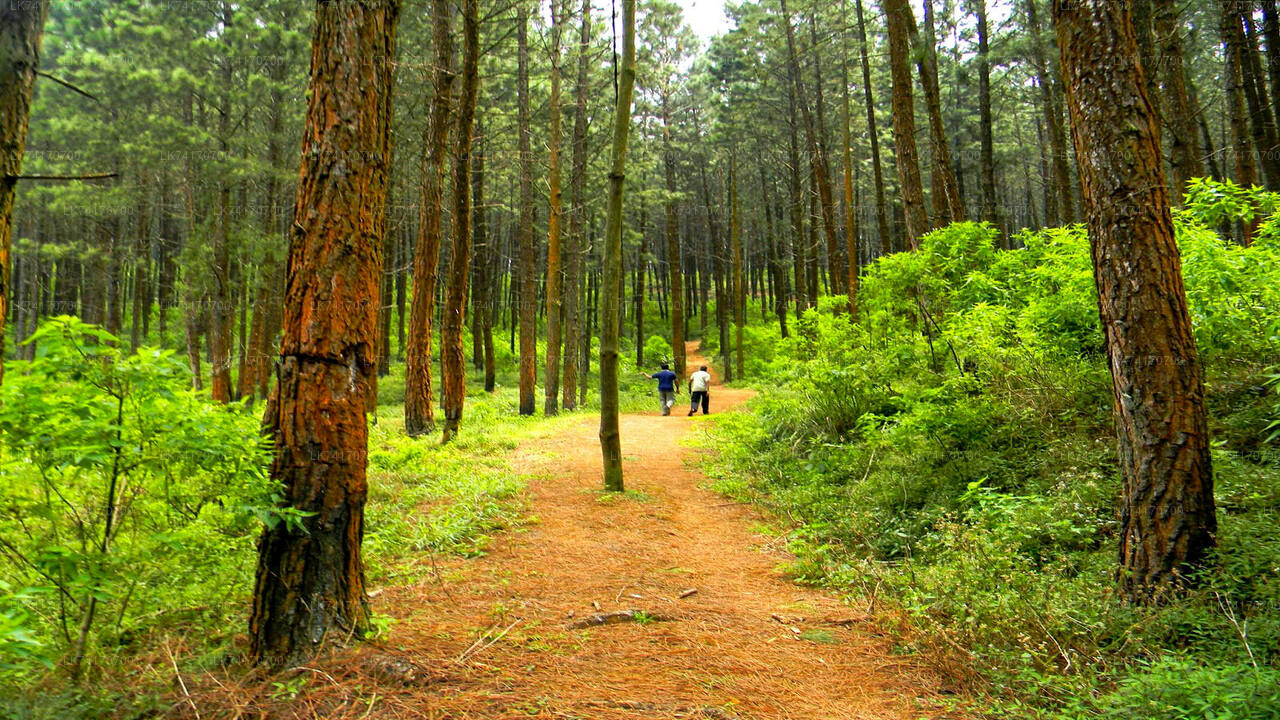 Hike to Peacock Hill from Kandy City