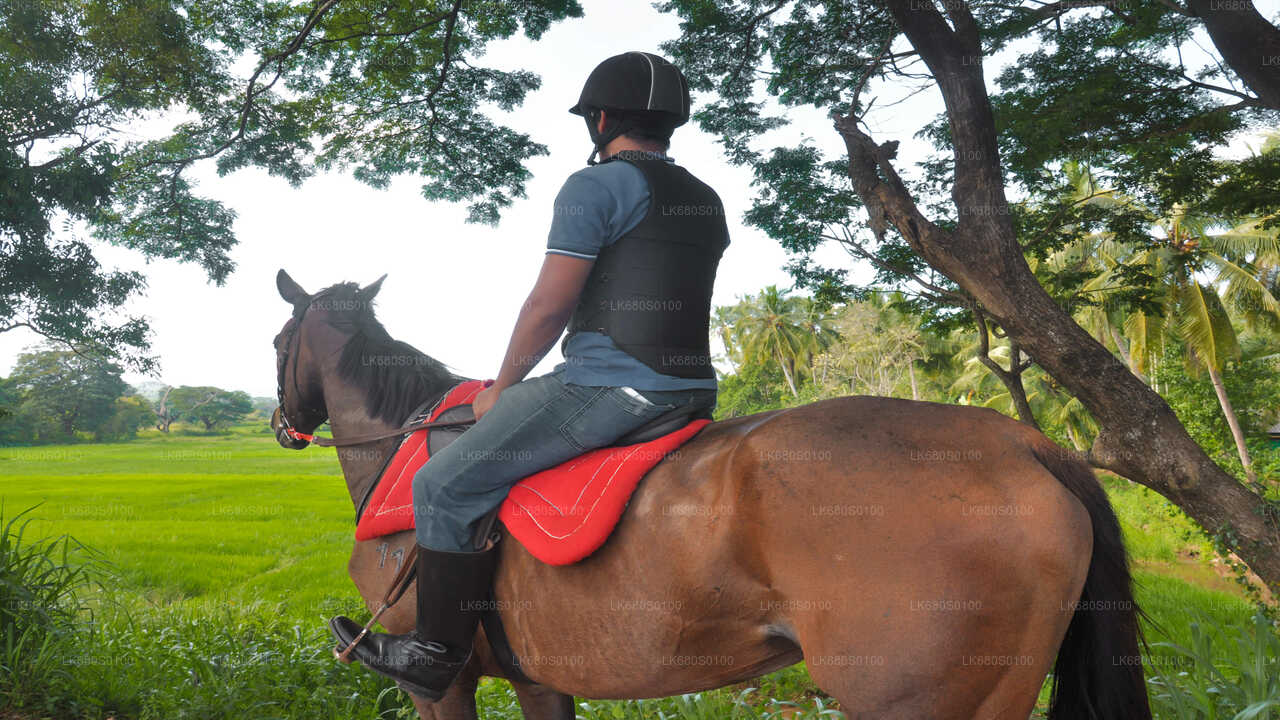 Horse Riding for Beginners from Habarana City