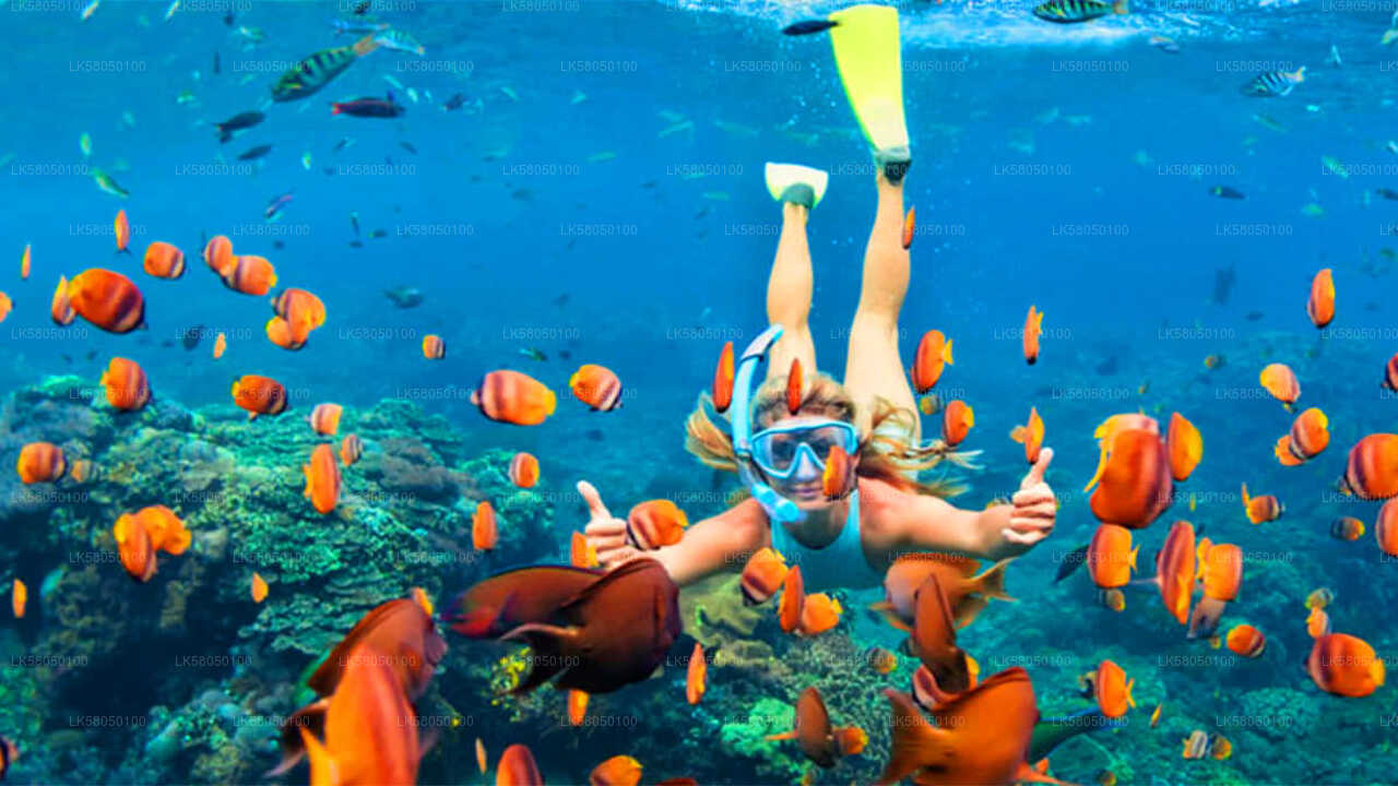 Snorkeling from Negombo City