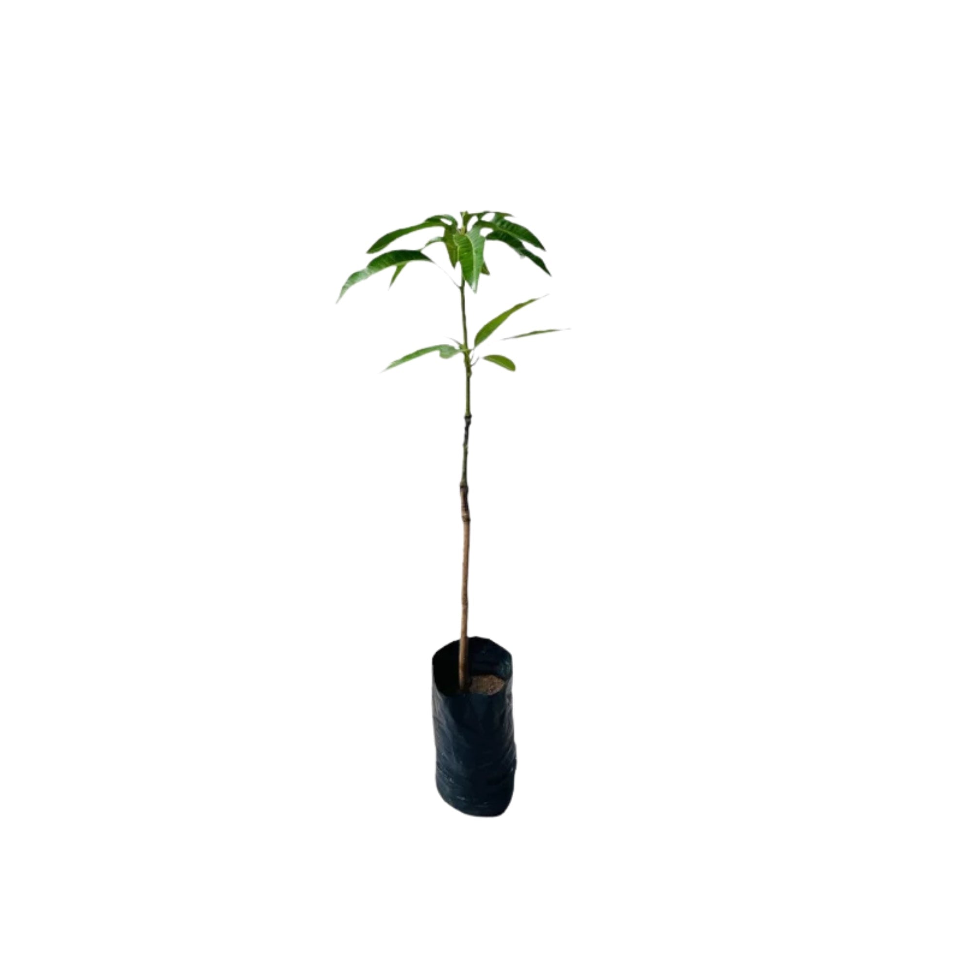 Lakpura® Thai Purple Mango Grafted Plant