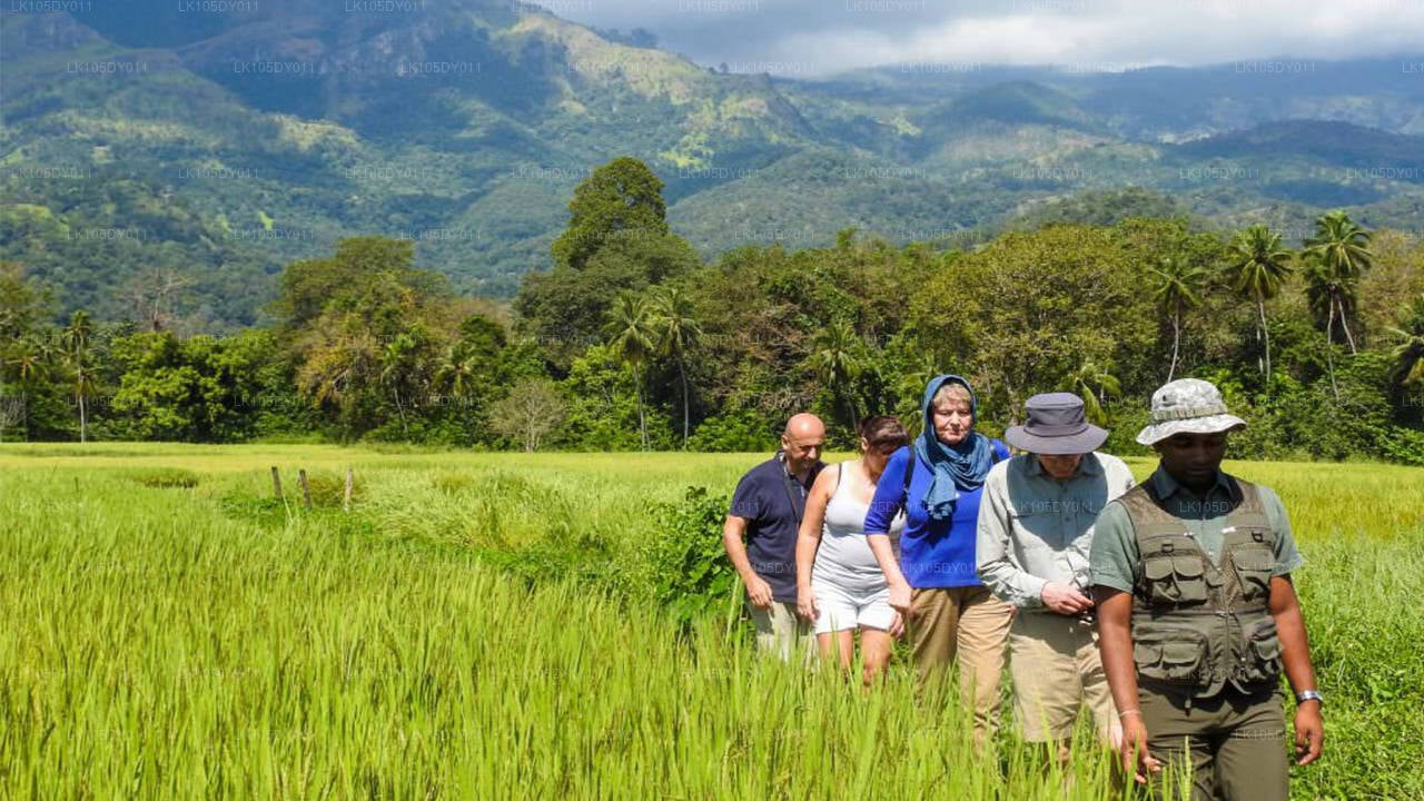 Tour Agrícola de Sri Lanka (6 Días)