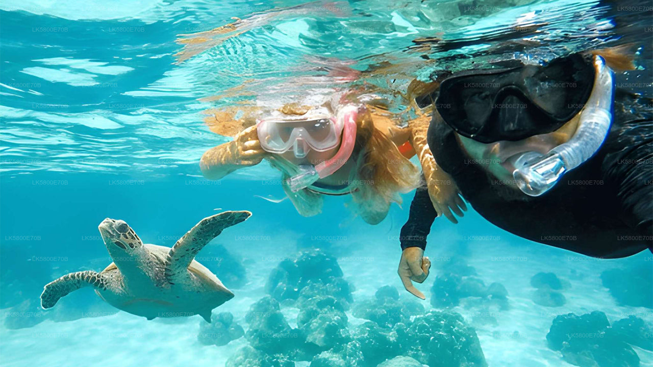 Snorkeling with Sea Turtles from Unawatuna City