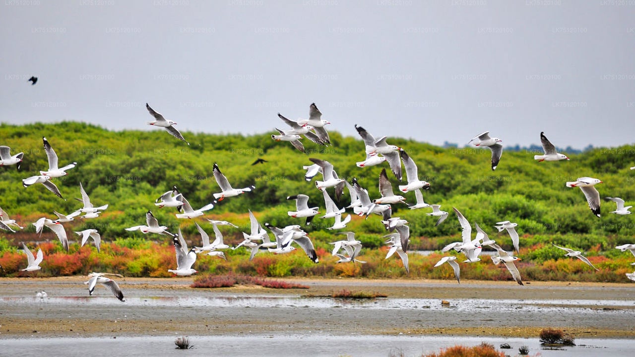 Fuglekiggeri i Jaffna Lagoon