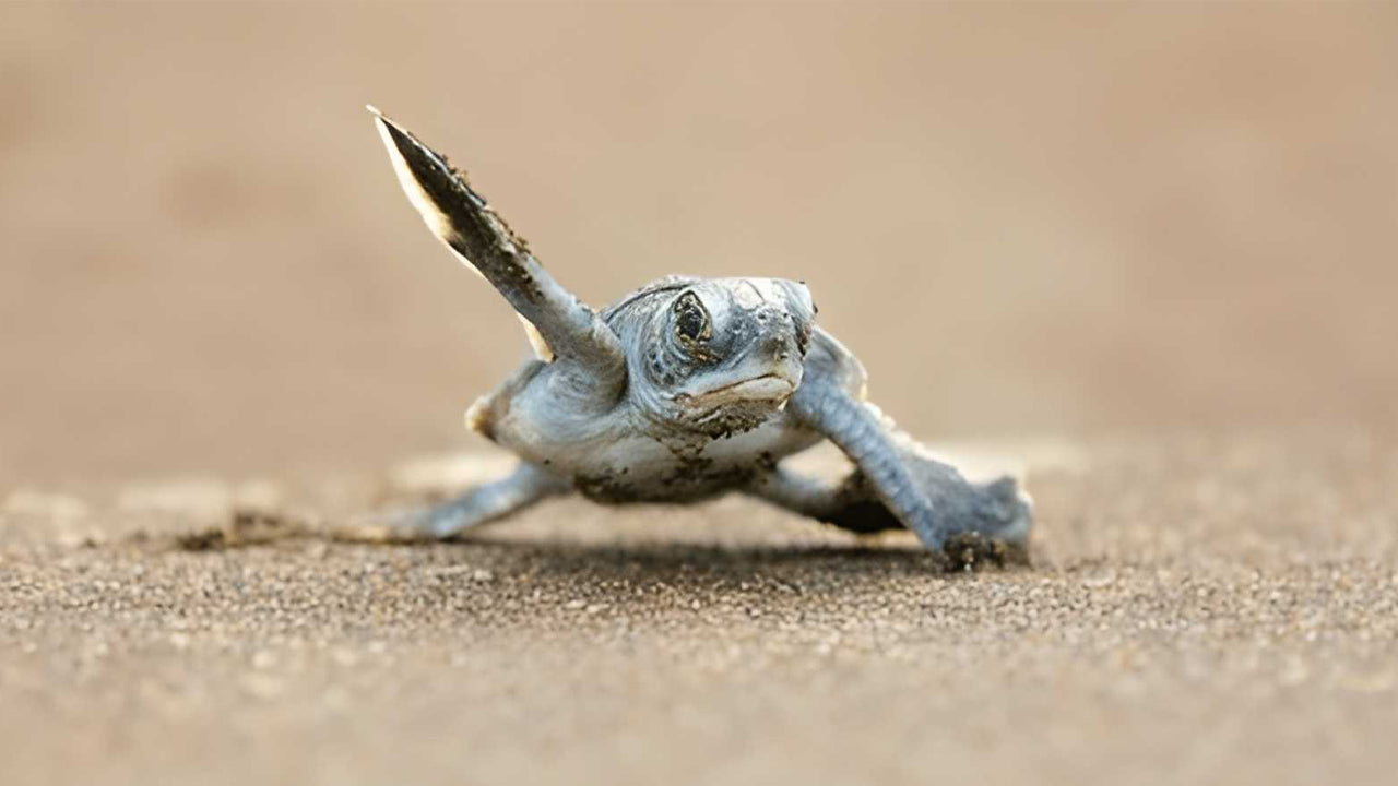 Baby Turtle Release from Weligama City