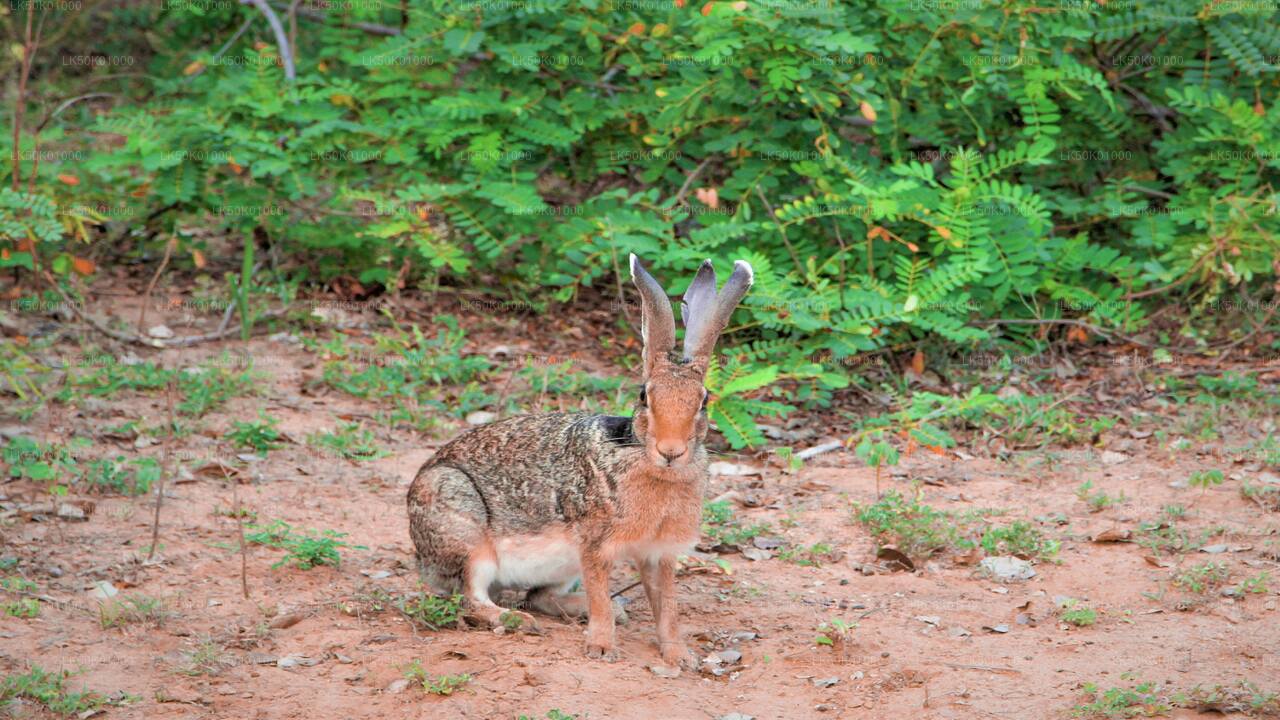 Lunugamvehera National Park Private Safari