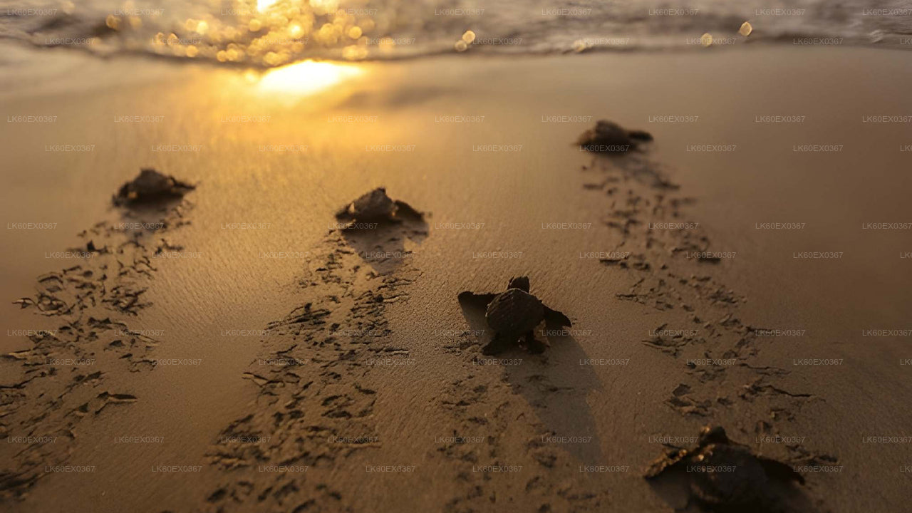 Baby Turtle Release from Induruwa City