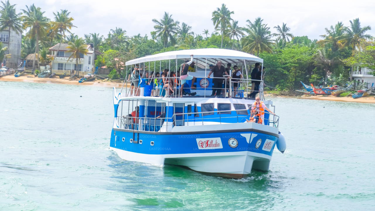 Whale Watching by Shared Boat from Ahungalla City