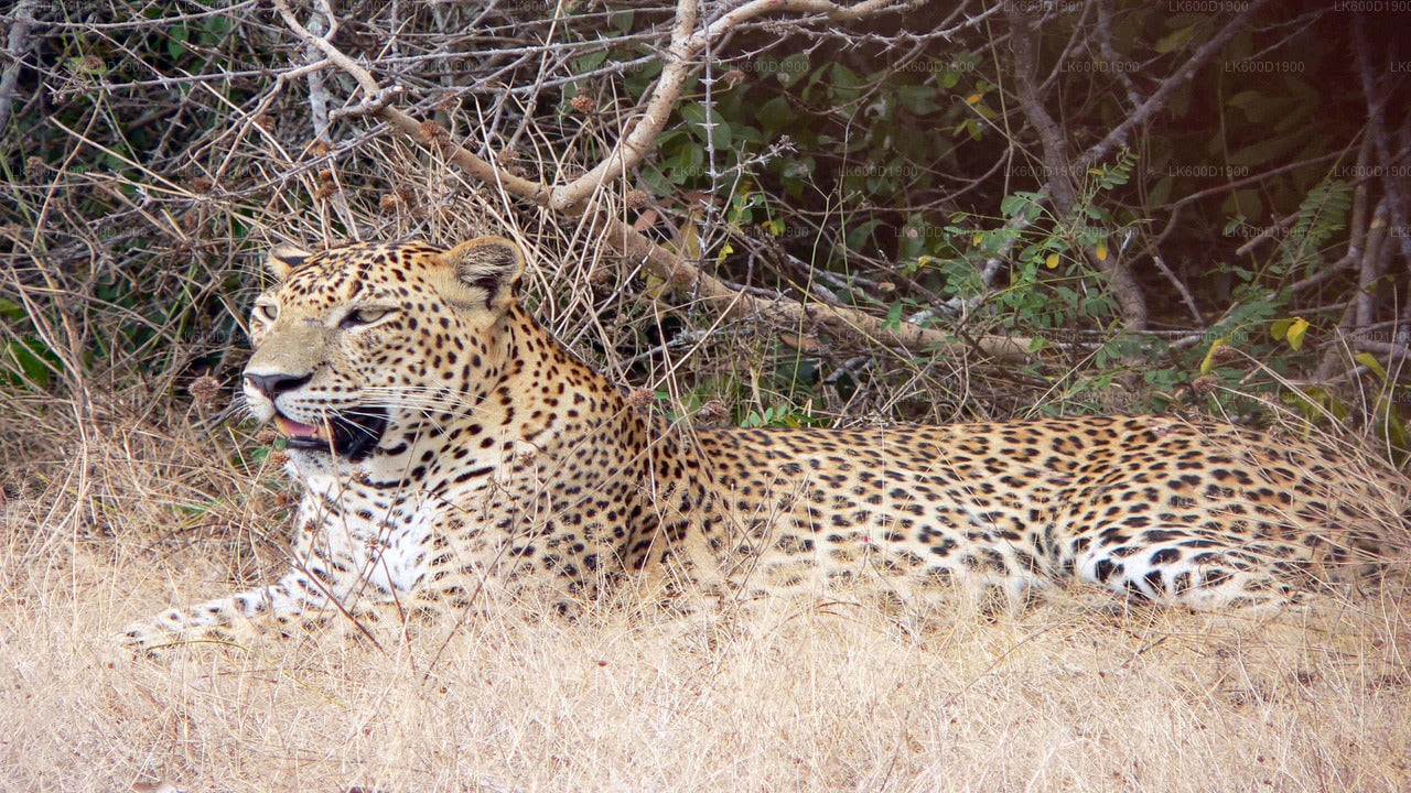Yala National Park Safari from Bentota City