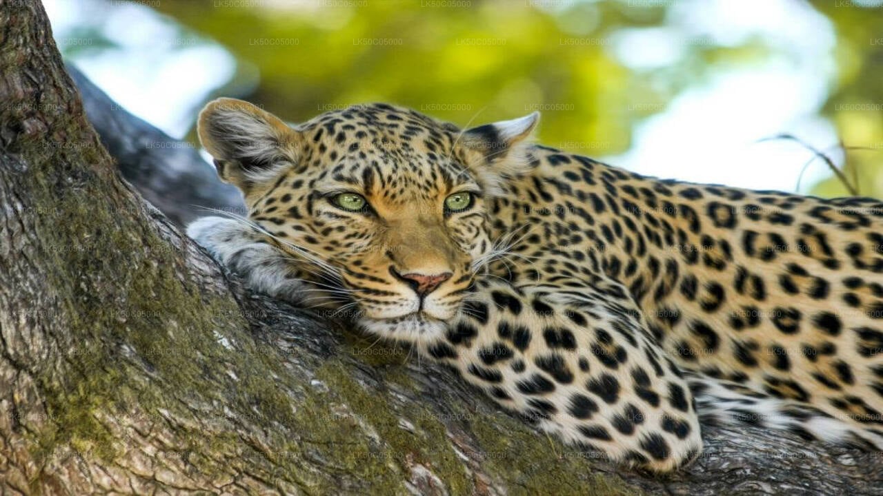 Yala National Park Safari from Tissamaharama City