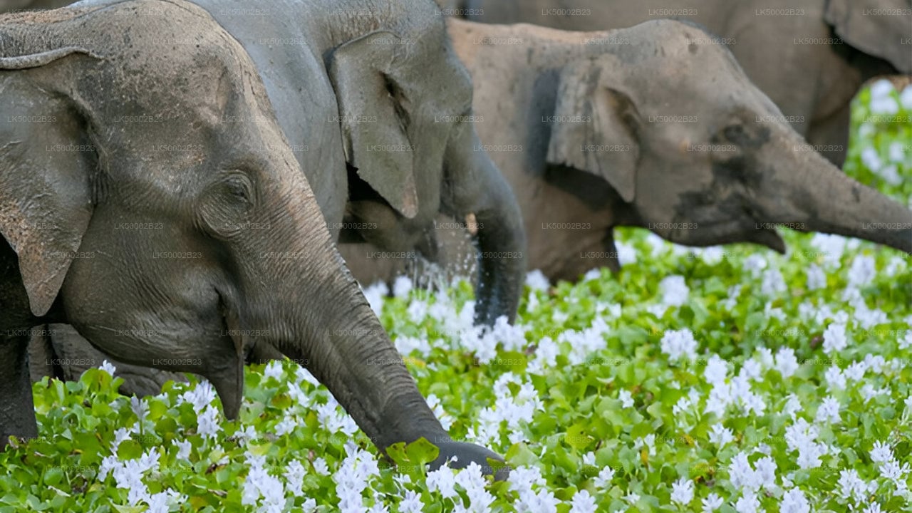 Wasgamuwa National Park Private Safari with Naturalist