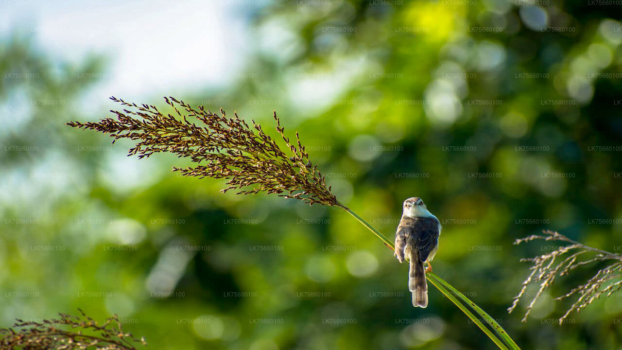 Birdwatching at Thalangama Wetlands from Colombo City