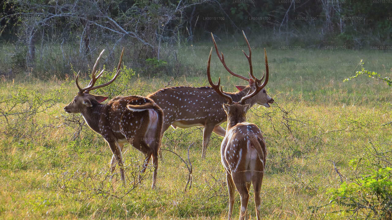 Wilpattu National Park Safari from Anuradhapura City