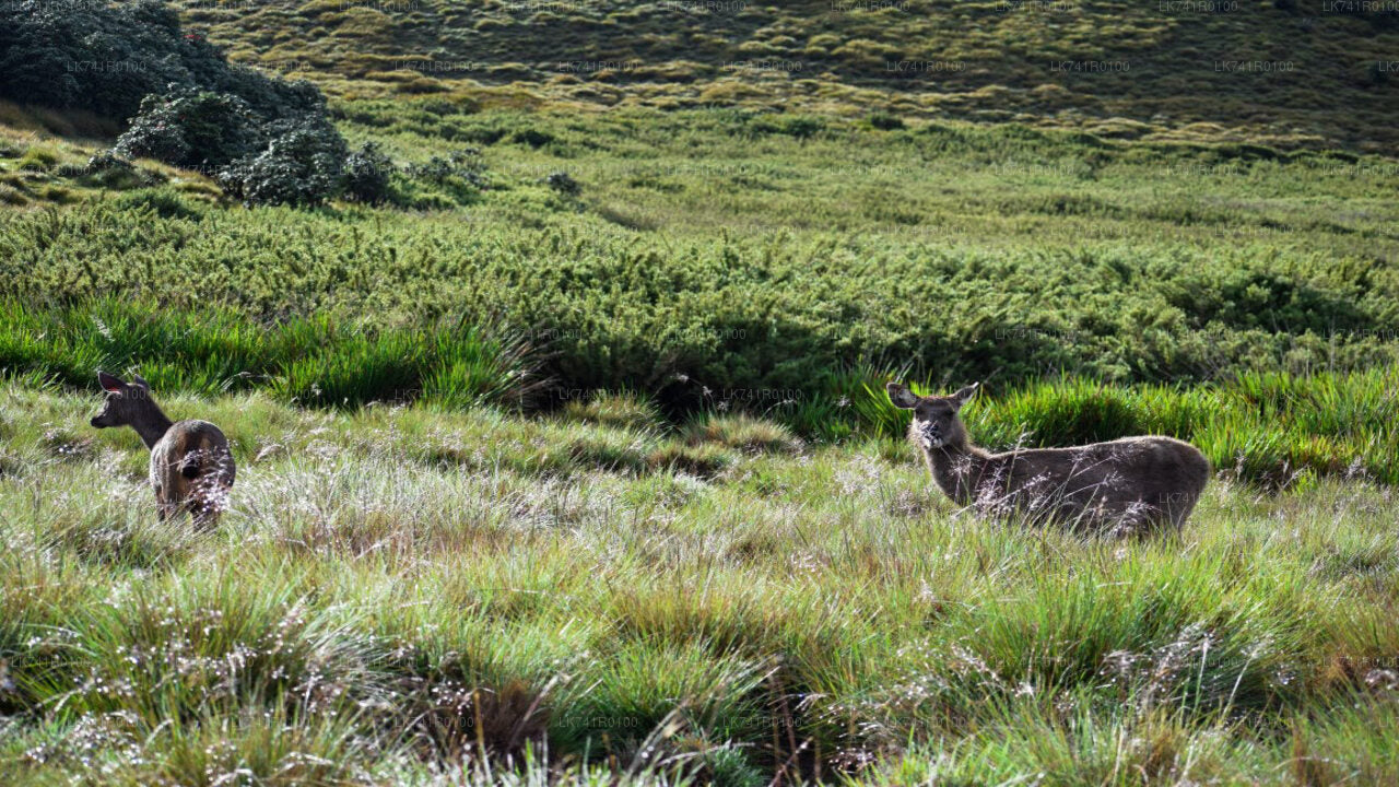 Horton Plains National Park Hike from Nuwara Eliya City
