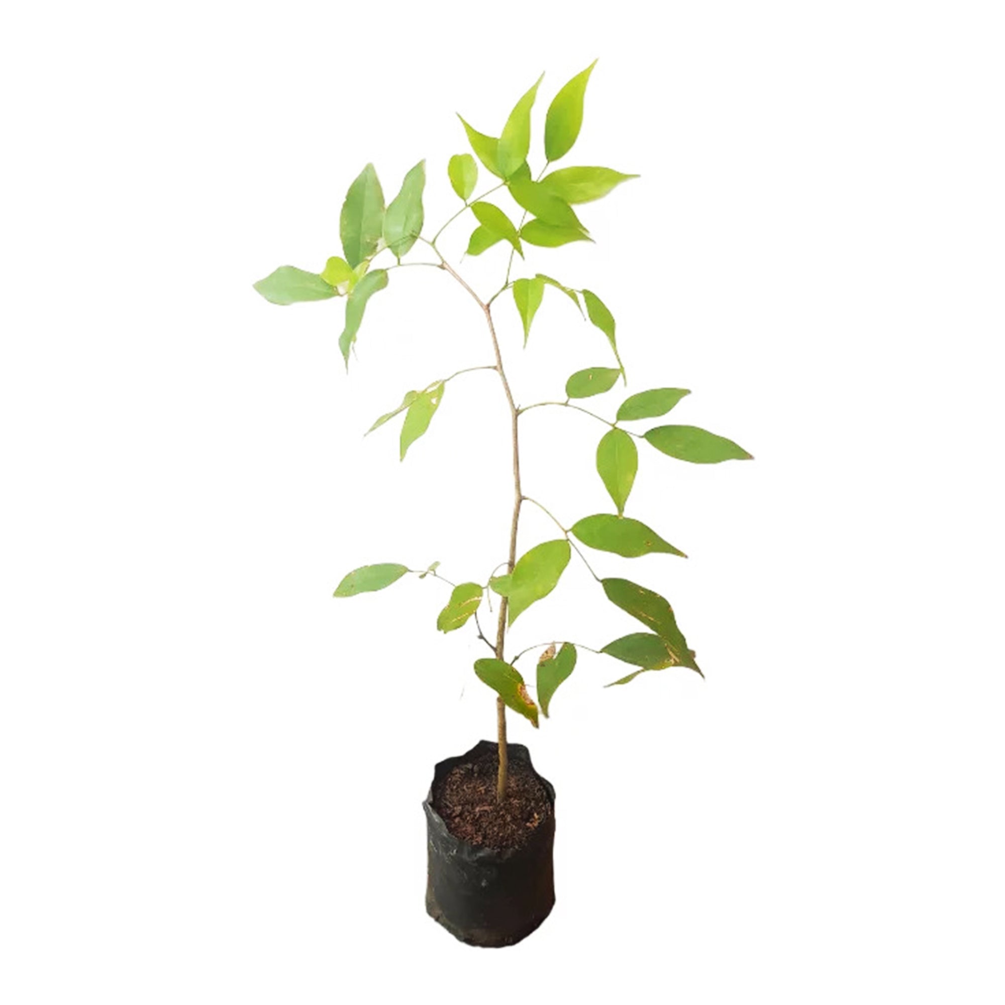 Lakpura® Gal Siyambala (Velvet Tamarind) Fruit Plant