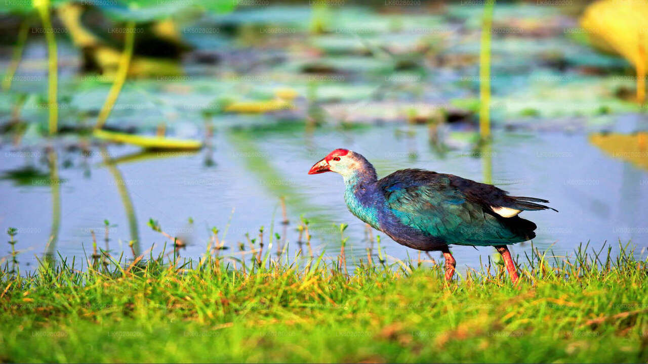 Bundala National Park Safari from Hambantota City