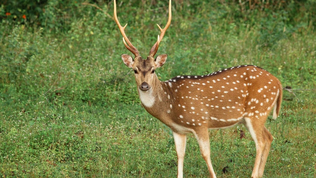 Yala National Park Safari from Weligama City