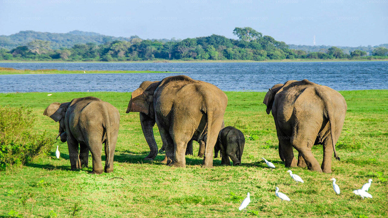 Maduru Oya National Park safari